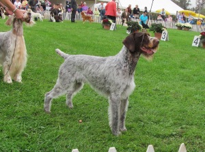 GCH CH MT VIEW'S RIPSNORTER SILVER CHARM